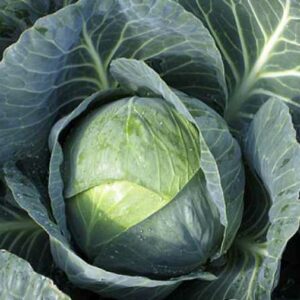 Plant Choux Pomme cabus: Racines nues paquet de 15