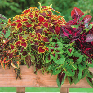 Coléus en Mélange: Barquette de 6 plants