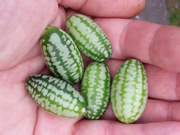 Plant Concombre à confire 'Solana' F1: Pot 10.5cm anis