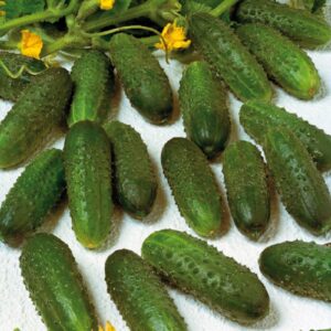 Plant Cornichon 'Regal' F1: Godet 7x7x6.2 marron