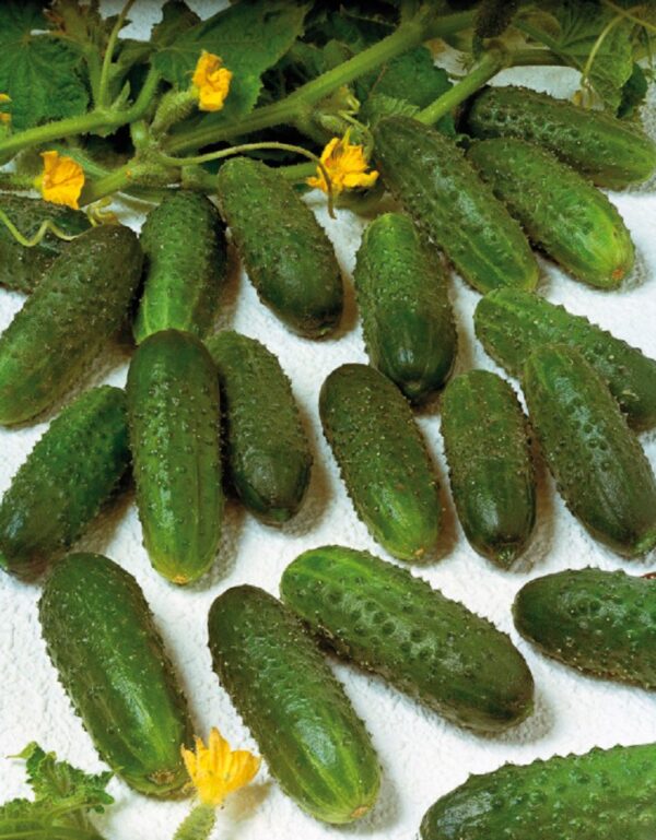 Plant Cornichon 'Regal' F1: Godet 7x7x6.2 marron