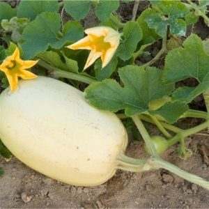 Plant Courge Spaghetti: Pot 10.5cm jaune