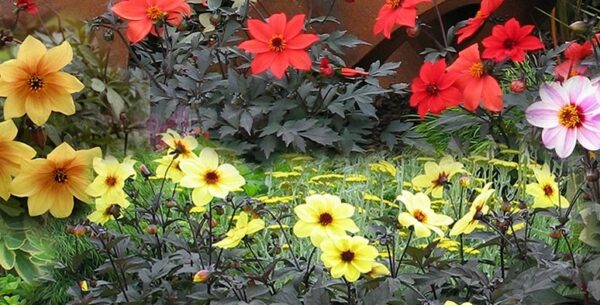 Dahlia nain en Mélange: Barquette de 6 plants