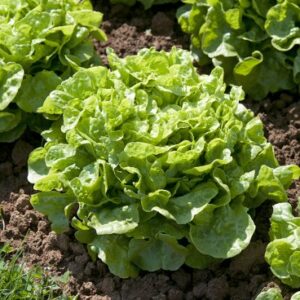 Feuille de chêne verte 'quefir': Barquette de 12 plants