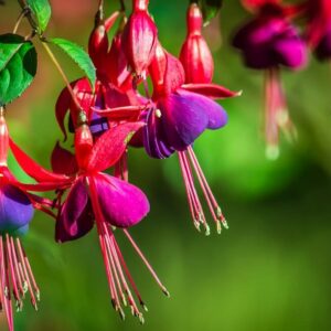 Fuchsia: Pots de 10.5cm
