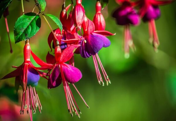 Fuchsia: Pots de 10.5cm