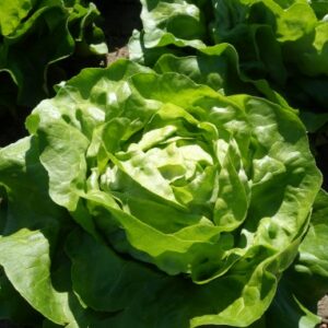 Laitue 'Adelys': Barquette de 12 plants