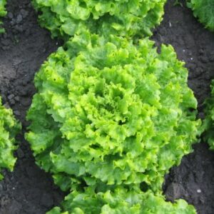 Batavia 'florine': Barquette de 12 plants