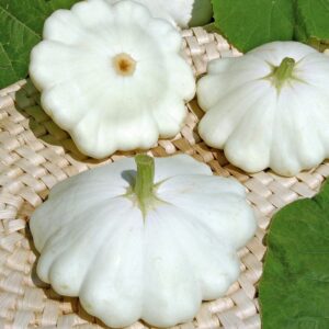 Plant Patisson Croblan: Pot 10.5cm blanc