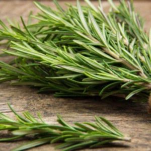 Plant Romarin