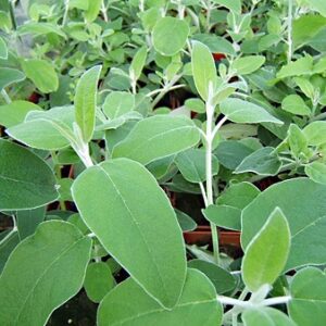 Plant Sauge peruvienne
