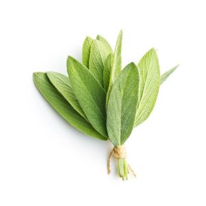 Plant Sauge officinalis