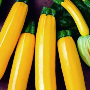 Plant Courgette jaune: Godet 7x7x6.2 jaune