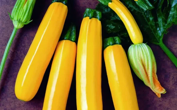 Plant Courgette jaune: Godet 7x7x6.2 jaune