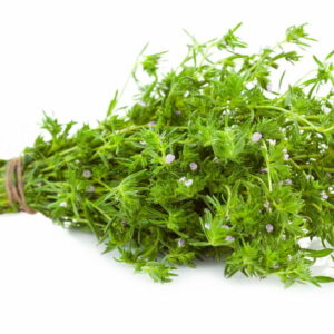 Plant Thym citron