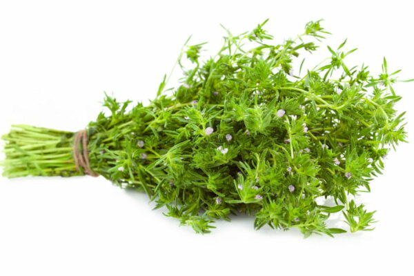 Plant Thym citron