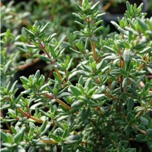 Plant Thym commun