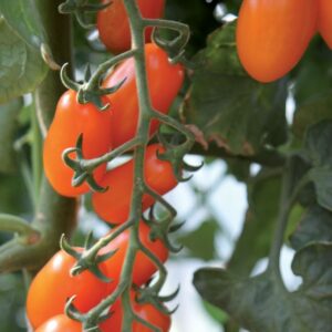 Plant Tomate cerise orange: Godet 7x7x6.2 jaune