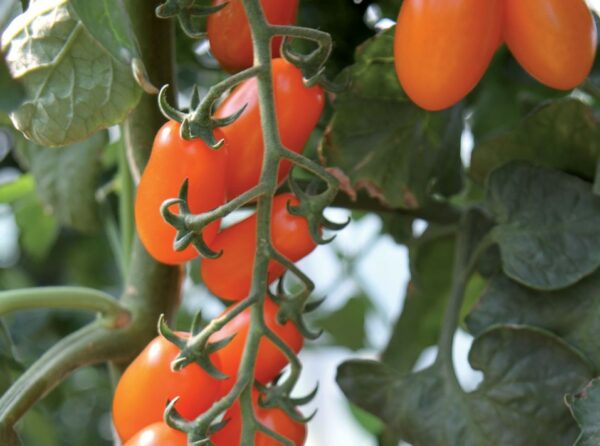 Plant Tomate cerise orange: Godet 7x7x6.2 jaune