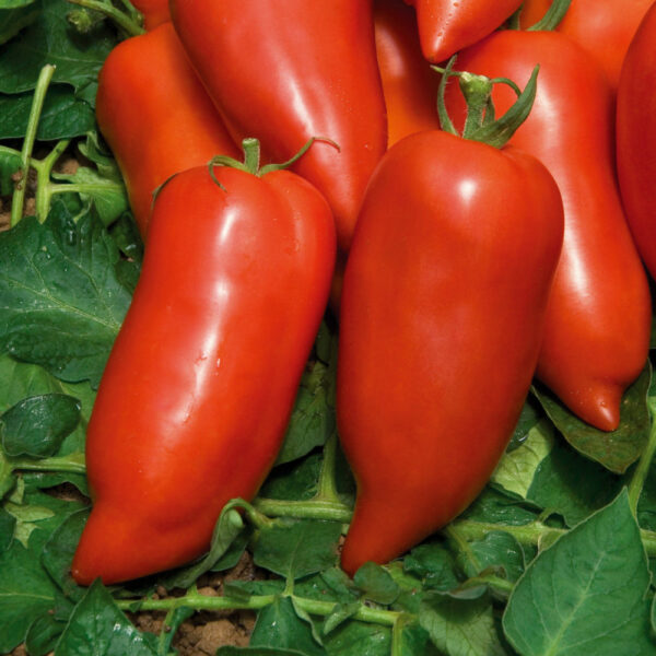 Plant Tomate greffée 'Cornabel' F1: Pot 1 Litre Gris