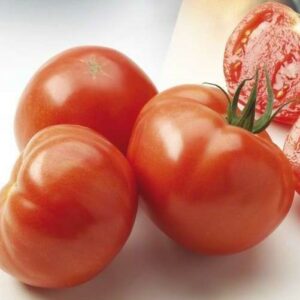 Plant Tomate greffée 'Maestria' F1: Pot 1 Litre Gris