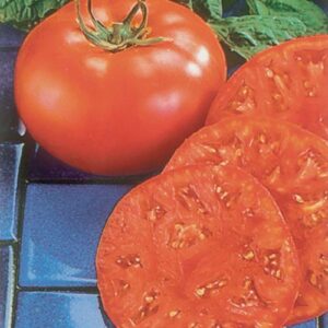 Plant Tomate greffée 'Supersteack' F1: Pot 1 Litre Gris