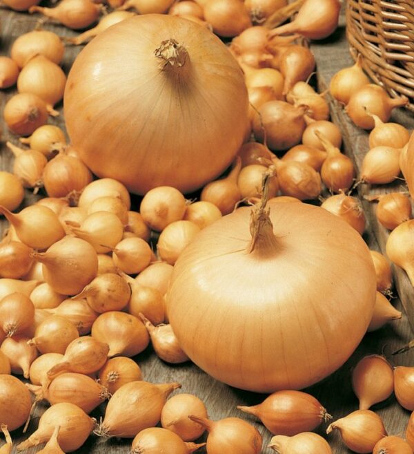 Oignon jaune stuttgarter riesen 250gr