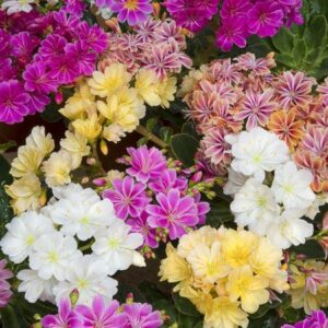 Lewisia Pots 10.5cm