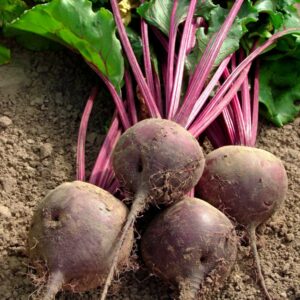 Plant Betteraves ronde Nobol: Barquette de 12 plants