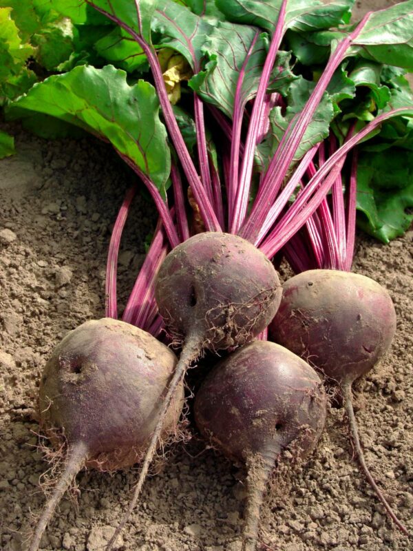 Plant Betteraves ronde Nobol: Racines nues paquets de 12