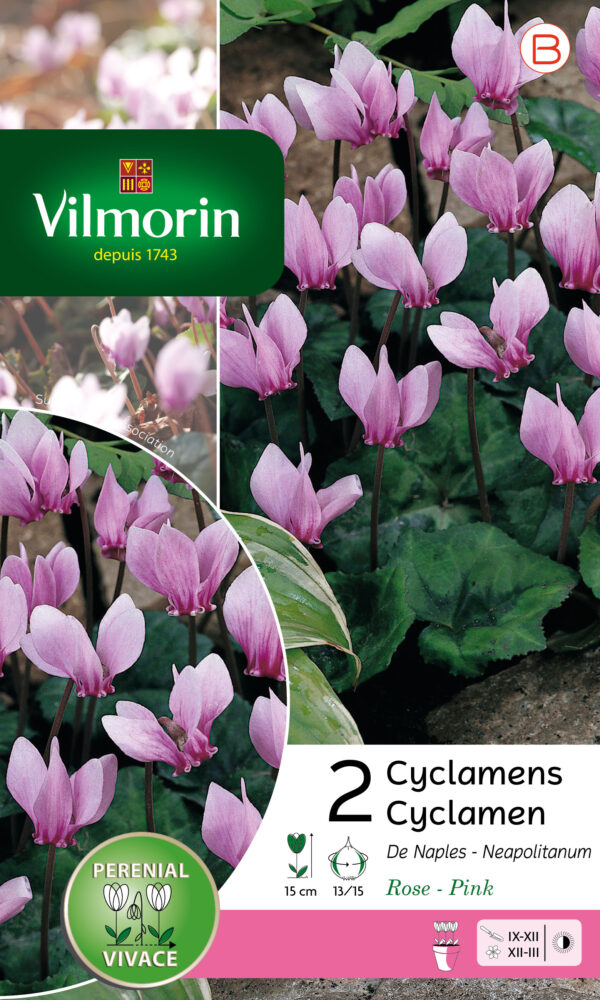 Vilmorin - 2 Cyclamen de Naples