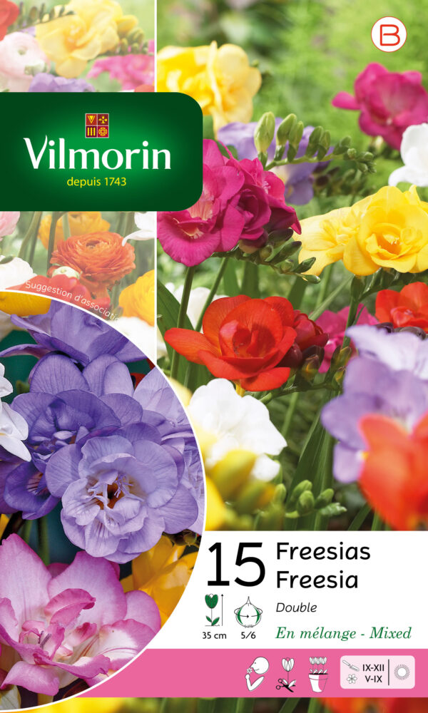 Vilmorin - 15 Freesia Double