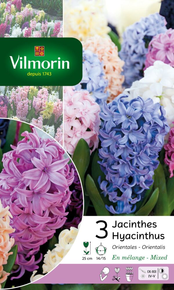 Vilmorin - 3 Jacinthes Orientales