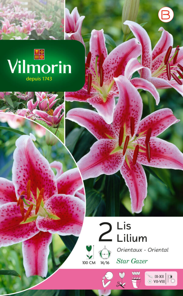 Vilmorin - 2 Lys Star Gazer