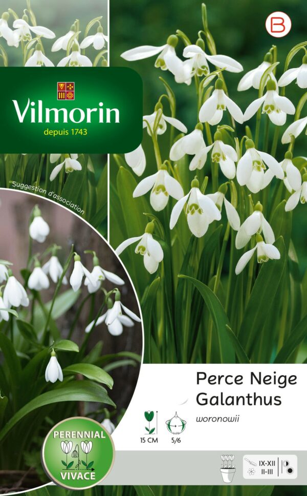 Vilmorin - 10 Perce neige