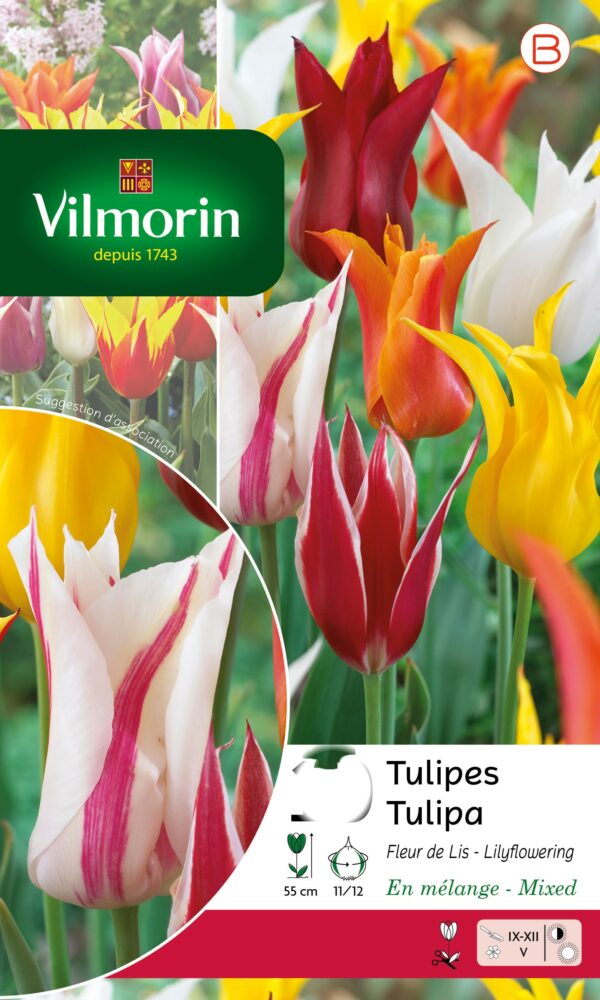 Vilmorin - 8 Tulipes fleurs de Lys