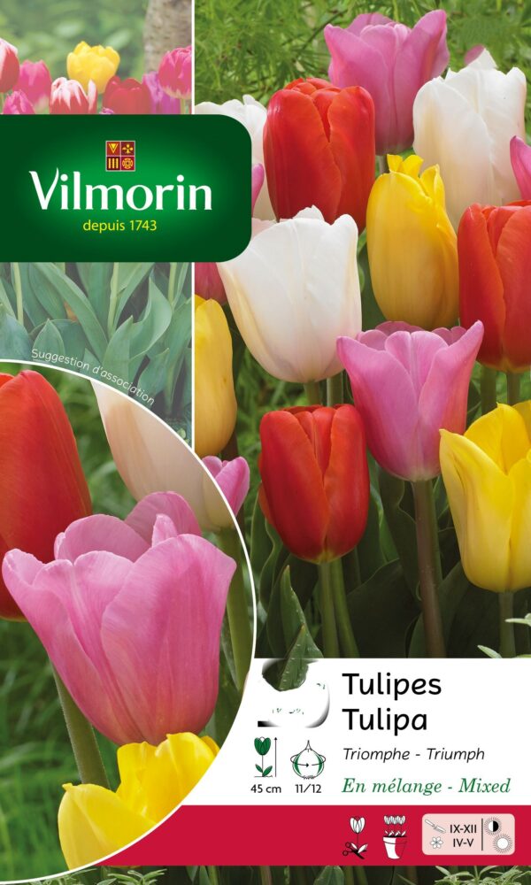 Vilmorin - 8 Tulipes Triomphe