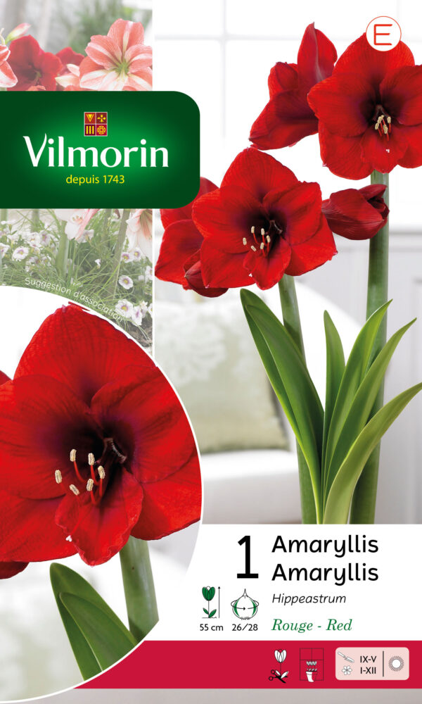Vilmorin - Amaryllis rouge