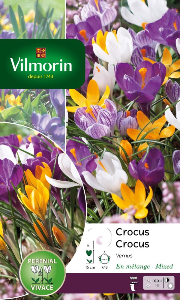 Vilmorin - 12 Crocus