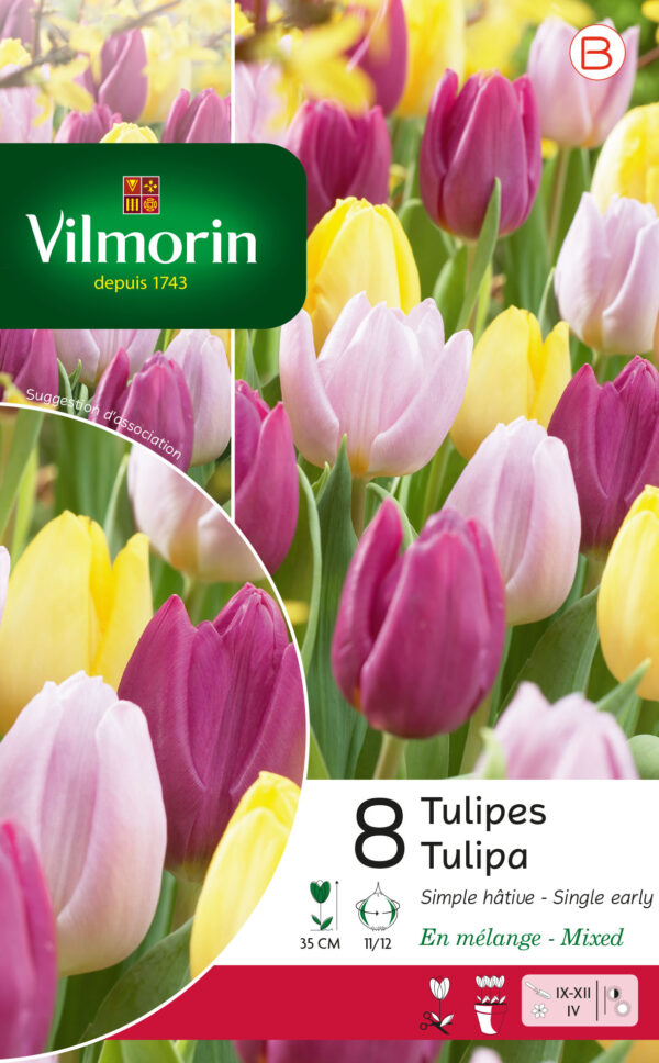 Vilmorin - 8 Tulipes Simple Hâtive