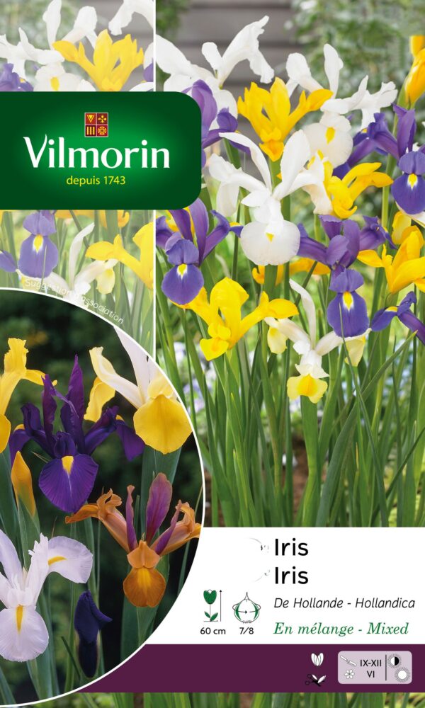 Vilmorin - 15 Iris de Hollande