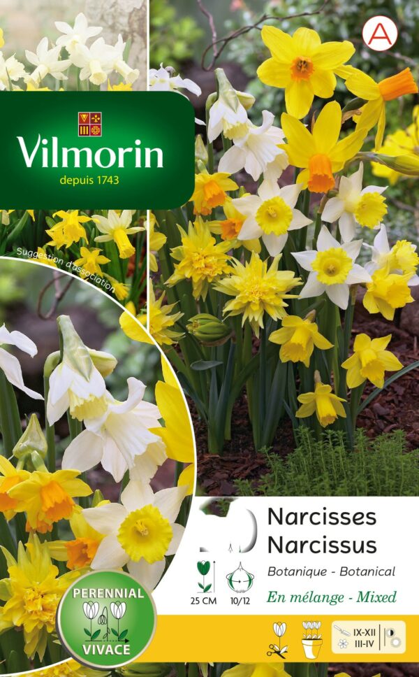 Vilmorin - 8 Narcisses Botanique