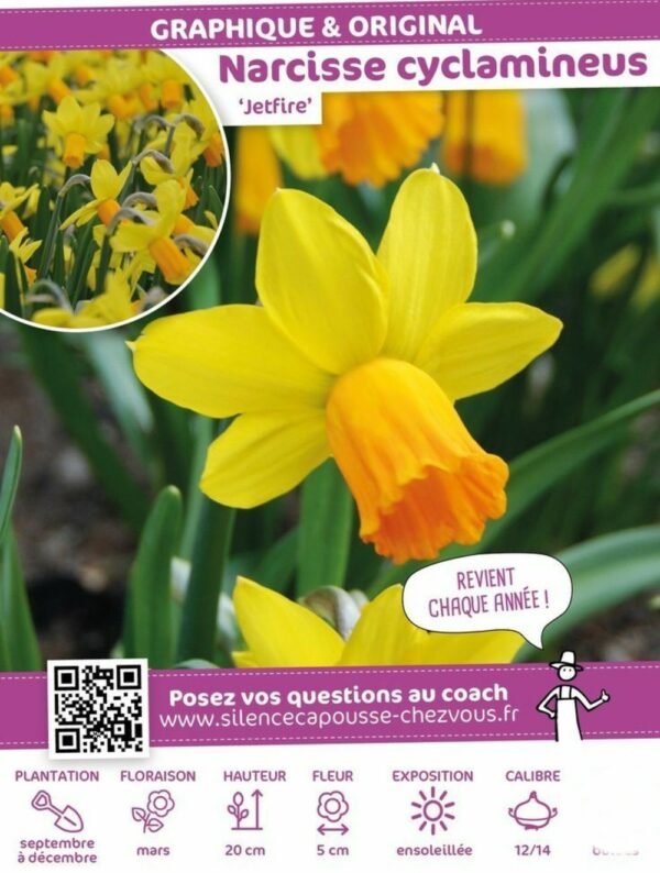 Vilmorin - 8 Narcisses Jetfire