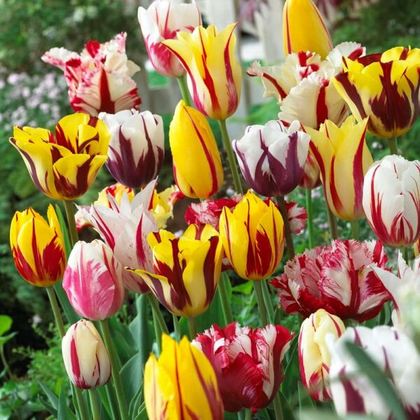Vilmorin - 8 Tulipes Rembrandt