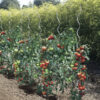 Tuteur tomate spirale – Image 2