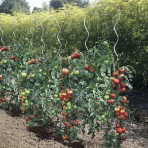 Tuteur tomate spirale