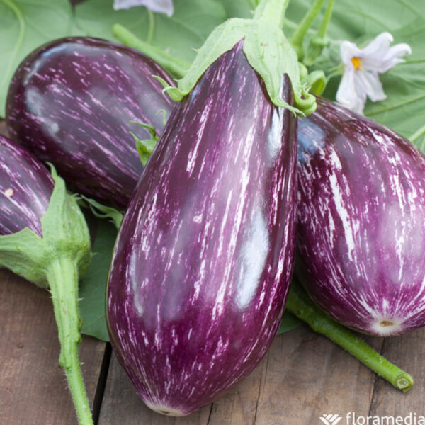 Plant d'Aubergine 'Rania' F1 : Godet 7x7x6.2 rose