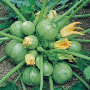 Plant Courgette ronde: Pot 10.5cm vert