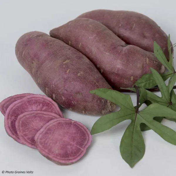 Plant Patate douce orange 'Tahiti' F1: Pot 10.5cm