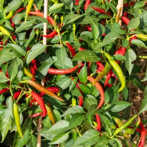 Plant Piment fort toofan Godet 7x7x6.2